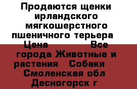 Продаются щенки ирландского мягкошерстного пшеничного терьера › Цена ­ 30 000 - Все города Животные и растения » Собаки   . Смоленская обл.,Десногорск г.